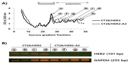 Evaluation of HER2 mRNA levels in the monosomes and polysomes of CT26/HER2 cells vs. CT26/HER2-A2 cells. (A) CT26/HER2 and CT26/HER2-A2 cells were grown to 80-90% confluency. The cells were harvested to obtain cell lysates, as described in the Materials and Methods. The cells lysates were loaded to sucrose gradients and centrifuged. The OD values of each collected fraction were graphed. The selected fractions containing the monosomes and polysomes of CT26/HER2 and CT26/HER2-A2 cells are indicated by arrows. (B) The selected fractions were treated with TRIzol and RNAs were isolated, followed by RT-PCR, as described in the Materials and Methods