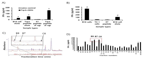 Preparation of peptide extracts from B16 cells and their fractionation by reversed-phase high performance liquid chromatography (RP-HPLC) and immunogenicity. (A) Peptides were extracted from B16 cells and desalted using the C18 Sep-Pak column, as described in “Materials and method.” The peptides were eluted with 3 ml of 60% acetonitrile (ACN) in water, of which 300 μl was vacuum-dried and then dissolved in 10% DMSO in PBS. The dissolved B16 cell elute was reacted with 6 x 106 splenocytes from mice that had been immunized twice at 2-week intervals with Trp2 peptides plus CpG-ODN. Additionally, 10 μg of Trp2 peptides was dissolved in 3 ml of citrate-phosphate buffer, followed by passage through a C18 Sep-Pak column as described above. This sample was eluted with 3 ml of 60% ACN in water, of which 300 μl was dried and reacted with 6 x 106 splenocytes from Trp2 peptide+CpG-ODN-immunized mice. For the IFN-γ control, 5 μg of Trp2 and E7 peptides were tested. (B) Negative control (E7 peptide), B16 cell elute, and 1 x 106 of B16 and TC-1 cells were reacted with 6 x 106 splenocytes from B16-bearing mice that had been treated with anti-PD-L1. After 2 days of incubation, the cell supernatants were collected for the IFN-γ assay. (C) Dried peptides from 1 ml of elute were dissolved in DMSO and fractionated by RP-HPLC, as described in “Materials and method.” The fractions displaying a high peak at 214 nm were selected and vacuum-dried. Blue line; peaks at 280 nm. (D) The dried fraction samples were re-suspended in 10% DMSO in water and stimulated for 3 days with 6 x 106 splenocytes from B16 tumor-bearing mice receiving anti-PD-L1. The cell supernatants were measured for IFN-γ levels. Arrows indicate the fraction number displaying the highest levels of IFN-γ production among the tested samples. *p<0.05 compared with naïve control. #p<0.05 compared with E7 peptide