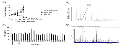 The antitumor activity of local IL-12 cDNA (pIL-12) treatment in the MC38 tumor model, and evaluation of tumor cell peptides recognized by CD8+ T cells. (A) Each group of mice (n=5/group) was challenged s.c. with MC38 cells. When the tumor sizes became 5 mm in mean diameter, the mice were injected i.m. with 50 μg of IL-12 cDNA by electroporation. The tumor sizes were measured over the time points. The values and bars represent mean tumor sizes. In the tumor size calculation, one of the 5 mice treated with pIL-12 was excluded as its tumor became uncontrolled. (B) MC38 cells were treated with 3 ml of citrate-phosphate buffer, and the cell suspension was passed through Dried peptides from 1 ml of elute were dissolved in 0.1% TFA and then fractionated by RP-HPLC. The fractions displaying a high peak at 214 nm were selected and vacuum-dried. Blue line; peaks at 280 nm. The dried fraction samples were re-suspended in 10% DMSO in water and stimulated for 3 days with 6 x 106 splenocytes from the MC38 tumor-bearing mice receiving IL-12 cDNA treatment. The cell supernatants were measured for IFN-γ levels. Arrows indicate the fraction number displaying the highest levels of IFN-γ production among the tested samples. (D) The fractions B12 were tested for the presence of 9 amino acid-sized peptide molecules using the matrix-assisted laser desorption/ionization time-of-flight mass spectrometry. In the peaks, a molecular size of 876, 892, 1018 and 1141 Da were observed