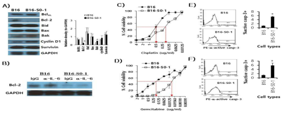 Decreased expression levels of Bcl-2 were not attributed to IL-6 but were correlated with increased sensitivity to chemotherapeutic drugs in B16-S0-1 cells. (A) B16 and B16-S0-1 cells were lysed in RIPA buffer. Thirty μg of cell lysates were run for SDS-PAGE and Western blot assay using Abs recognizing numerous cell regulatory molecules. The values and bars indicate mean relative density and the SD. (B) Two x 106 of B16 and B16-S0-1 cells per 3 ml were added with 1 μg of anti-IL-6 Abs vs. control Abs and then incubated for 2 days. The cells were tested for Bcl-2 expression levels using Western blot assay. (C,D) B16 and B16-S0-1 cells were treated for 3 days with decreasing doses of cisplatin from 4 μg/ml and gemcitabine from 2 μg/ml, and the cell viability was measured using the trypan blue dye exclusion method. Red-colored arrows indicate ID50. (E,F) B16 and B16-S0-1 cells were treated for 2 days with cisplatin (D, 0.5 μg/ml) and gemcitabine (F, 0.5 μg/ml). The frequency of active caspase-3-positive cells was measured using flow cytometry. *p <0.05 compared to B16