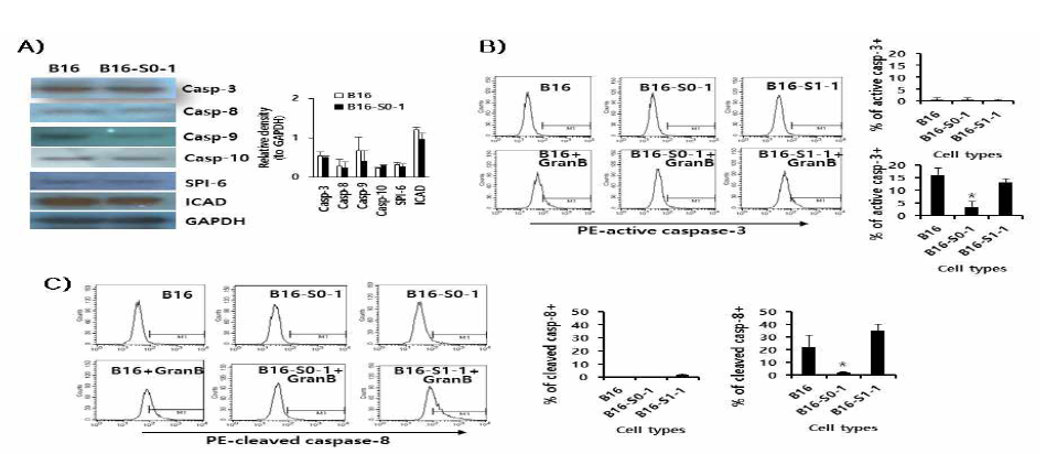 B16-S0-1 cells were more resistant to granzyme B-mediated caspase activation than B16 cells. (A) B16 and B16-S0-1 cells were lysed in RIPA buffer. Thirty μg of cell lysates were run for SDS-PAGE and Western blot assay using Abs recognizing numerous caspase and granzyme B-associated molecules. The values and bars indicate mean relative density and the SD. (B,C) B16, B16-S0-1 and B16-S1-1 cells were seeded. The next day, the cells were treated with granzyme B, in accordance with the BioPORTER assay protocol. After 1 day incubation, the cells were collected to measure the frequency of active caspase-3-positive cells (B) cleaved caspase-8-positive cells (C) using flow cytometry. *p <0.05 compared to B16