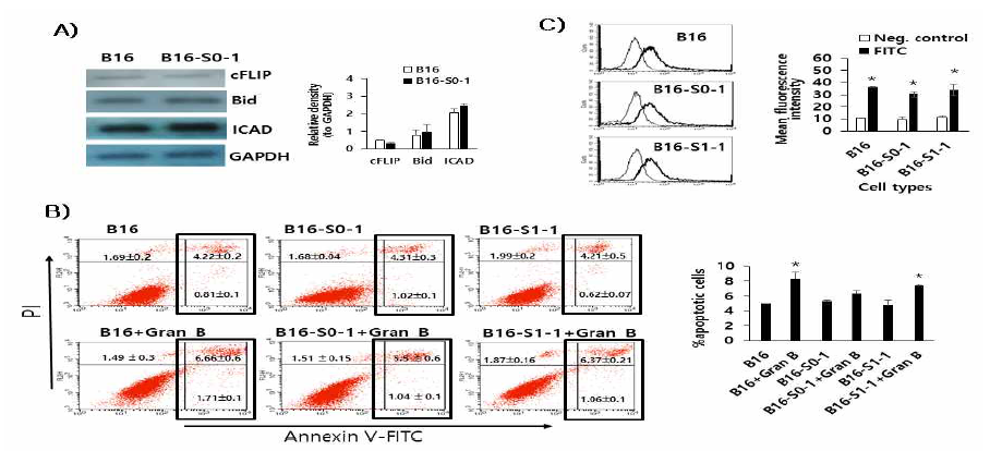 B16-S0-1 cells were more resistant to granzyme B-mediated apoptosis than B16 cells. (A) B16 and B16-S0-1 cells were treated with granzyme B, in accordance with the BioPORTER assay protocol. Thirty μg of cell lysates were run for SDS-PAGE and Western blot assay using Abs recognizing granzyme B-associated intracellular molecules. The values and bars indicate mean relative density and the SD. (B) B16, B16-S0-1 and B16-S1-1 cells were treated with granzyme B as above. The next day, the cells were reacted with Annexin V-FITC and PI for evaluation of apoptosis using flow cytometry. %Apoptotic cells were calculated by counting early (lower right) plus late (upper right) apoptotic cells among total cells. *p <0.05 compared to each of granzyme B-untreated cells. (C) B16, B16-S0-1 and B16-S1-1 cells were treated with FITC control molecules, in accordance with the BioPORTER assay protocol. The next day, the cells were tested for fluorescence levels by flow cytometry. *p <0.05 compared to neg. control (cells without FITC transfection)