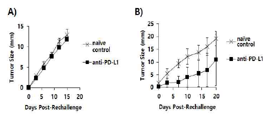 Antitumor memory responses to parental B16 cell challenges in B16 tumor-removed animals under anti-PD-L1 Ab therapy. Each group (n=5/group) of mice was challenged s.c. at the right flank with B16 cells. When the tumor sizes became 2 mm in mean diameter, the mice were injected i.p. with 100 μg of anti-PD-L1 Abs at 0, 3, 7, 10, and 13 days post-treatment. At 15 days post-treatment, tumors (5-6 mm in mean diameter) were surgically removed from mice receiving anti-PD-L1 therapy. After 6 (A) and 3 (B) weeks post-tumor removal, the mice were re-challenged at the left flank with 1 x 106 B16 cells in parallel with age-matched control mice. The tumor sizes were measured over the time points. The values and bars represent mean tumor sizes and the SD, respectively