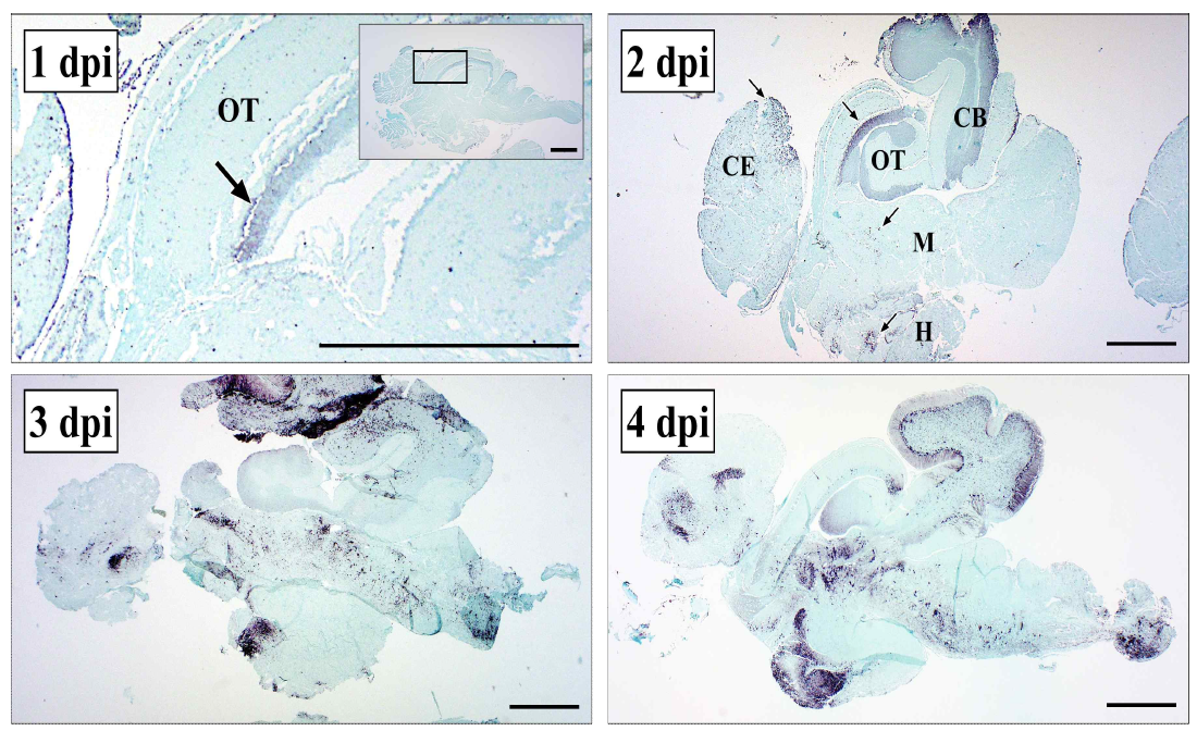 NNV 침지감염 후 RNA in situ hybridization법을 이용한 뇌 조직내 바이러스 위치 및 분포변화 확인 (OT: Optic lobe, CE: Cerebrum, CB: Cerebellum, M: Medulla, H: Hypothalamus). Bar: 1 mm