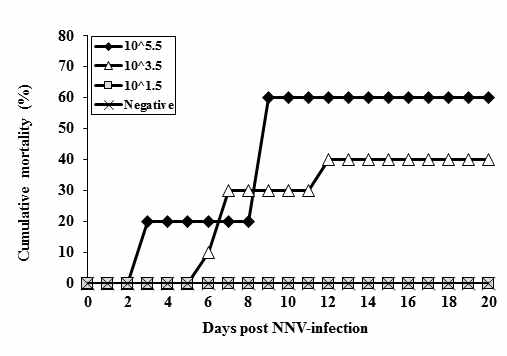 NNV 침지감염에 따른 능성어 폐사율