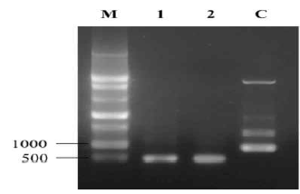 NNV RNA probe 산물 전기영동 결과 (M,RNAladder; 1,RNA1; 2,RNA2; C,controlRNA)