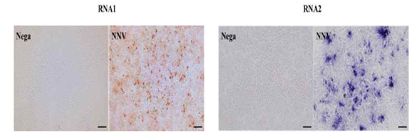 NNV 접종 SSN-1 세포에서의 ISH 검출 결과. (Bar=50 μm)