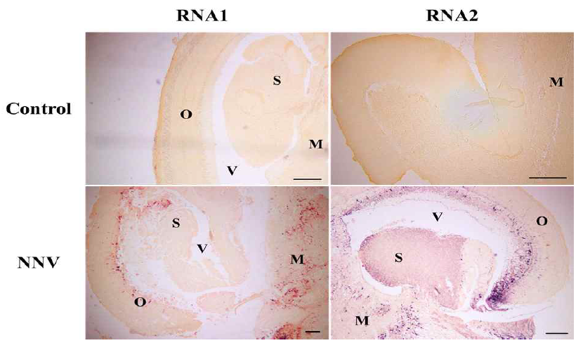 감염 능성어 뇌 조직표본 ISH 검출 결과 (O: Opticum; S: Sorus semicircularis; V: Ventricle; M: Medulla. Bar=200 μm)