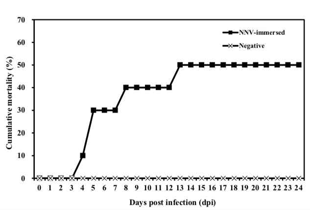 NNV 침지감염에 따른 능성어 폐사율