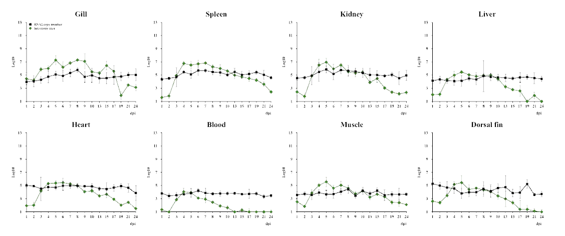 NNV 침지감염 후 비신경조직 (아가미, 신장, 비장, 간, 심장, 혈액, 근육, 지느러미)의 시 간대별 바이러스 동태