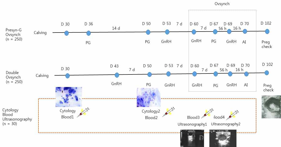 Experiment design of the overall procedure for the two reproductive programs (Double-Ovsynch and Presynch-G-Ovsynch)