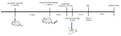 ShcA-targeting siRNA-encapsulated PLGA nanoparticl injection to mouses