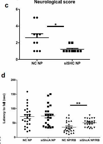 Neurological deficit score and Wire Hang behavior test showed that the ShcA-targeting siRNA nanopaticle group exhibited significantly improved scores