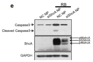Western blot analysis of cleaved caspase-3/caspase-3, ShcA, and GAPDH levels