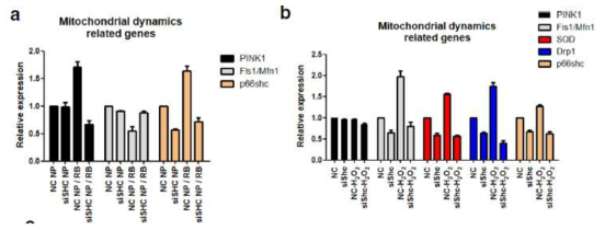 Increased trascriptional expression of Pink1, a mitophagy stimulator, and decreased transcriptional expression of Fls1/Mfn1, a fission/fusion marker