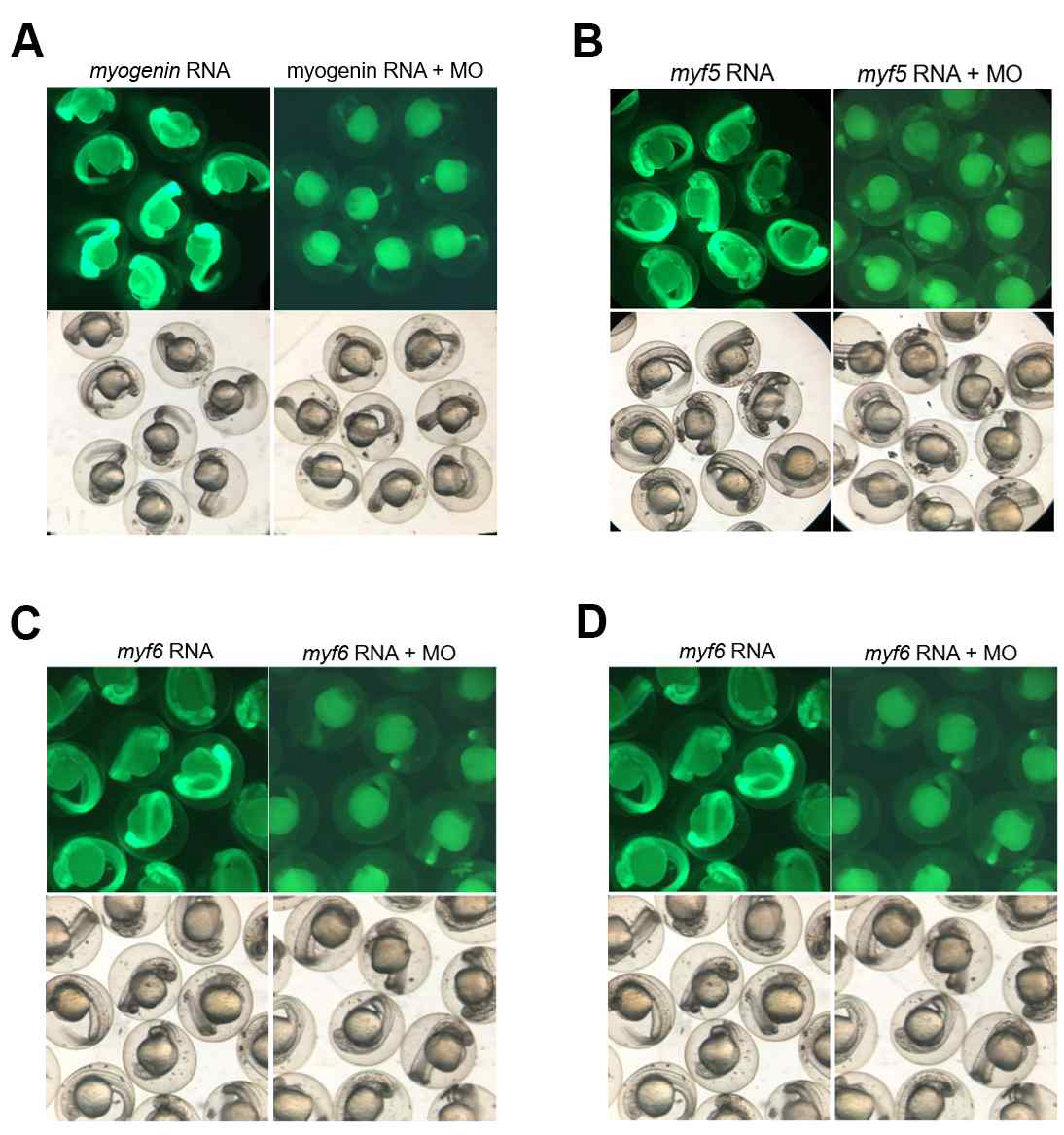 [보고서]히스톤 라이신 메틸전이효소인 Setd3가 근육분화를 조절하는 기전 연구