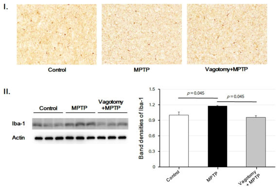 Ionized calcium binding adaptor molecule-1 (Iba-1). (I) Immunohistochemistry. (II) Western blotting analysis