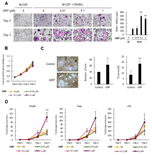 6주령 마우스의 장골의 골수로부터 M-CSF를 처리하여 transient bone marrow-derived macrophages (BMM)을 획득함. GRP 존재하에 RANKL을 처리하여 파골세포로의 분화를 유도하고 TRAP 염색으로 분화정도를 음성대조군과 비교함. 그 결과 GRP 처리군에서 TRAP 양성 다핵화된 파골 세포가 3일째 많이 증가됨을 관찰함 (A), GRP를 처리한 군과 대조군간에 BMM의 증식에는 큰 차이르 보이지 않음 (B), GRP의 존재하에 파골세포의 흡수 활성이 증가됨을 pit number 및 면적 분석의 정량화를 통해 확인함 (C), 파골세포 융합 (Tmsf4) 및 파골세포 분화 (Trap 및 Ctk)의 발현변화를 real-time PCR 로 분석함 (D).