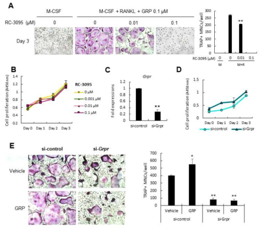 BMM을 GRP와 함께 GRP 수용체 길항제인 RC-3095에 노출시킴. 3 일 후, TRAP 양성 파골 세포 형성이 용량 의존적으로 감소하는 것을 관찰함 (A), CCK-8 분석을 통해 RC-3095가 BMM의 증식에 크게 영향을 미치지 않는 것을 관찰함 (B), 다음으로 siRNA를 사용하여 BMM에서 GRP 수용체를 knockdown 시킨 후 발현을 확인하고 (C), CCK-8 분석을 통해 GRP 수용체 knockdown이 BMM의 증식에 영향을 미치지 않았음을 관찰함 (D), GRP 수용체 knockdown이 파골세포의 수를 크게 감소시킴을 TRAP 염색으로 확인함. 종합하면, 이러한 결과는 RC-3095나 GRP 수용체 knockdown이 GRP의 pro-osteoclastogenic effect를 저해한다는 것을 증명함