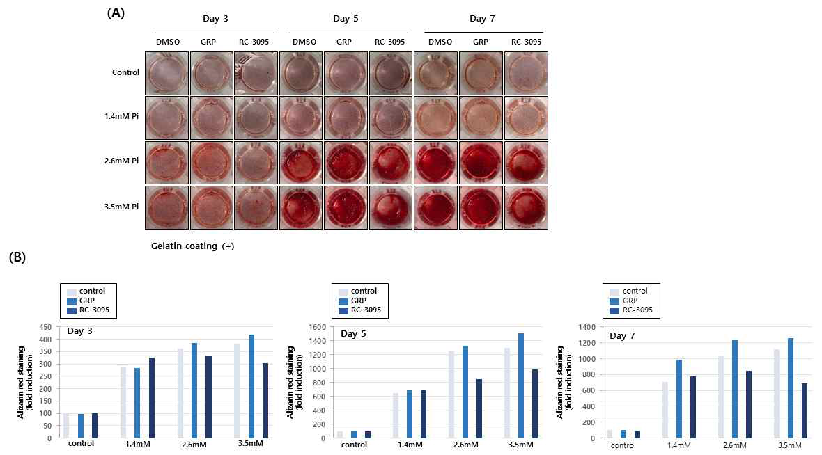 Alizarin red staining을 수행한 결과, Pi에 의해 유도된 혈관평활근세포의 calcification이 GRP에 의해 촉진되고, RC-3095에 의해 저해됨을 확인할 수 있었음 (A). Alizarin red staining 후 흡광도를 측정하여 혈관평활근세포의 calcification에서 GRP와 RC-3095의 효과를 정량화하였음 (B)
