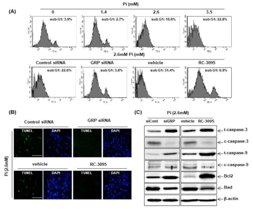 Pi의 농도가 높아짐에 따라 A7r5 cell의 apoptosis가 증가됨을 FACS 분석을 통해 확인하였음. 증가된 A7r5 cell apoptosis는 GRP knockdown과 RC-3095 처리에 의해 감소됨을 확인할 수 있었음 (A). 또한 TUNEL 염색(B)과 세포사멸사 관련 단백질의 western blot (C) 분석을 통해 Pi에 의해 증가된 A7r5 cell의 apoptosis가 GRP knockdown과 RC-3095에 의해 억제 된다는 것을 추가적으로 확인하였음