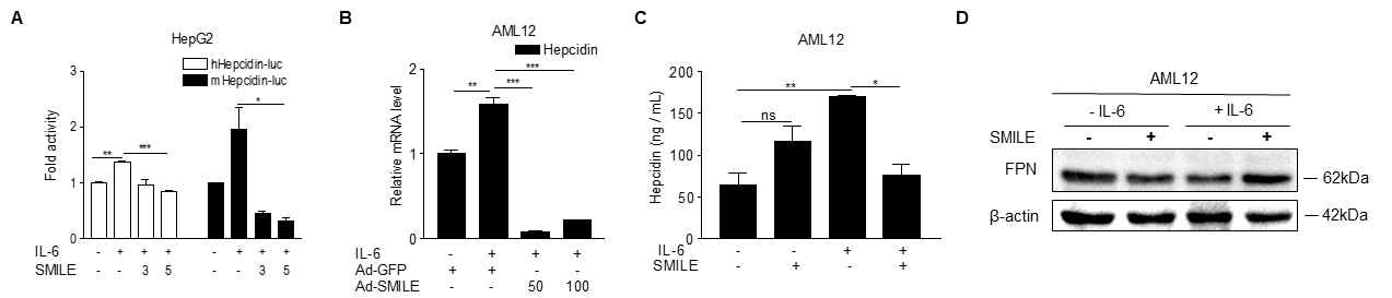 IL-6에 의한 hepcidin에 대한 SMILE의 조절