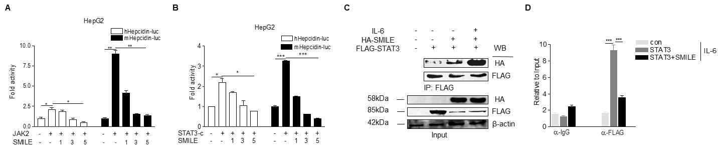 IL-6에 의한 hepcidin 발현에 대한 SMILE의 분자적 기전