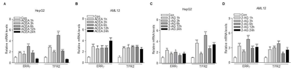 ACEA와 2-AG 시간별로 처리 후 ERRγ와 TFR2 mRNA 발현 변화