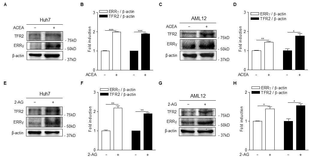 ACEA와 2-AG 처리 후 ERRγ와 TFR2 단백질 발현 변화