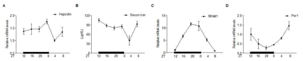 정상 쥐의 시간 별 serum iron, hepatic hepcidin, Bmal1, Per1발현 변화