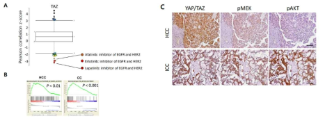 TAZ와 EGFR/HER2 신호의 연관성