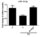 Estradiol 유도 후 miR-16-5P 상승효과 확인