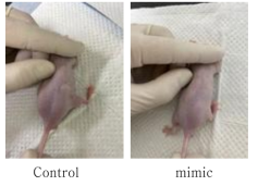 BPH-1 cell을 이용한 xenograft mice model; mimic injection 후 16일째 control group과 mimic group의 비교 사진