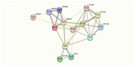 PPI networks STRING database를 활용한 이들 유전자의 상호 연계성