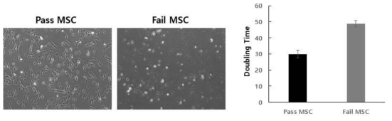 Pass MSC와 Fail MSC의 morphology 및 doubling time