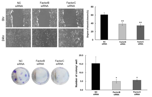 FactorB, FactorC의 발현 감소 이후 중간엽 줄기세포의 이동능과 colony 형성 감소