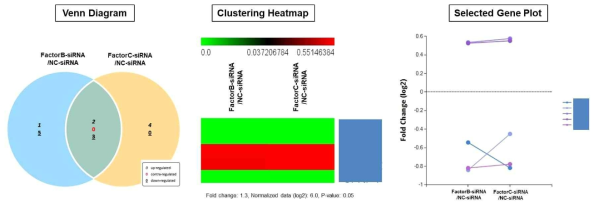 대조군 대비 FactorB-siRNA, FactorC-siRNA 그룹의 단백질 발현 패턴 비교