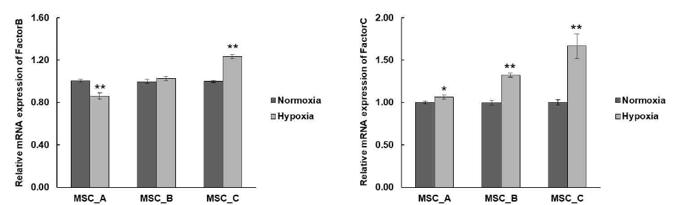 중간엽 줄기세포에서 MAF gene의 mRNA 발현에 대한 hypoxia의 효과