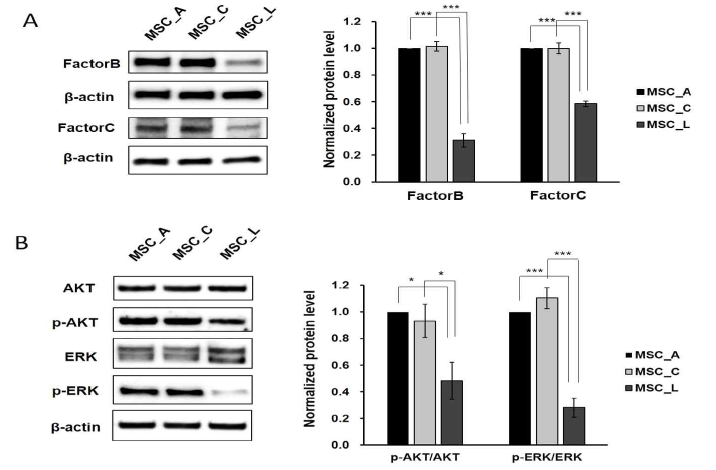 다양한 중간엽 줄기세포에서 Factor B와 Factor C의 단백질 발현양과 AKT와 ERK의 인산화 정도