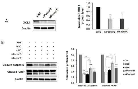 MAF의 Knockdown 후 XCL1 protein level의 감소를 통한 근육세포사멸 억제 효과