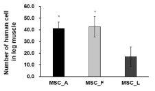 근육 질환 마우스 모델에서 MAF 유전자 발현 차이에 따른 중간엽 줄기세포의 잔존량 차이