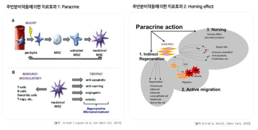 보고된 중간엽 줄기세포의 주변 분비 작용에 의한 치료 효과