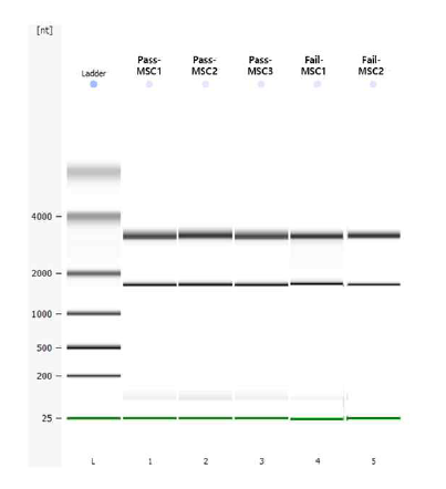 Pass MSC와 Fail MSC에서 추출한 mRNA의 Migraion 패턴 분석결과
