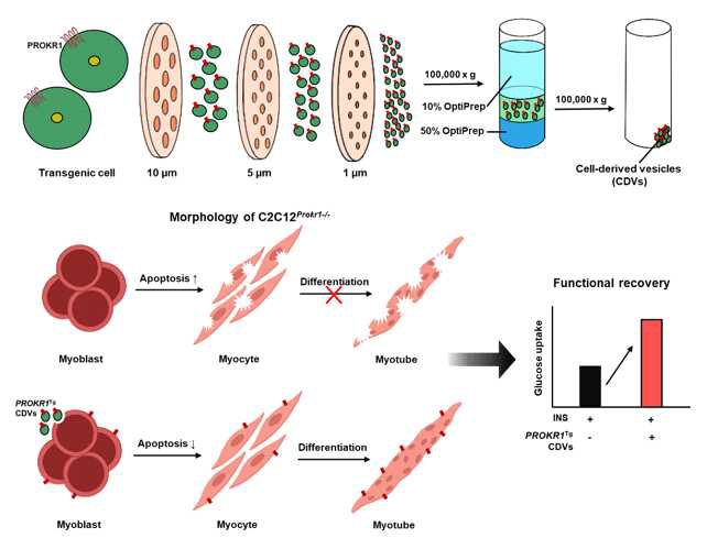 PROKR1이 농축된 세포 외 소포체를 이용한 근분화 및 포도당 수송능의 개선