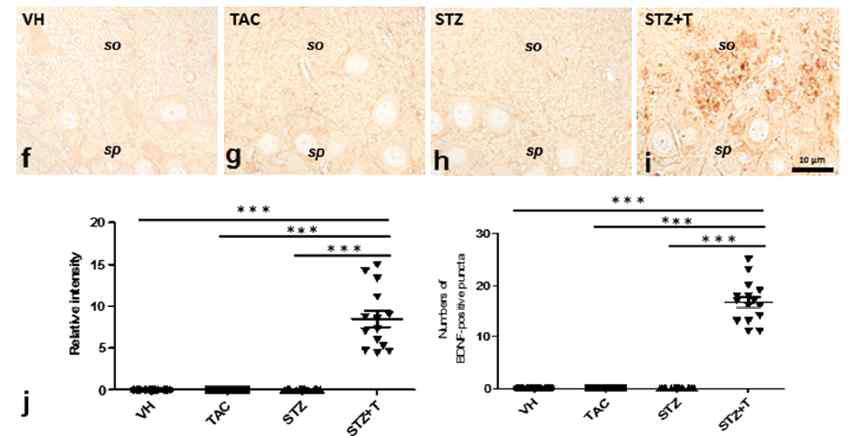 CA3 stratum oriens 영역에서 나타나는 BDNF 발현 intensity의 정량화 - mossy fiber sprounting에서의 BDNF 발현이 STZ+T군에서만 증가함을 확인