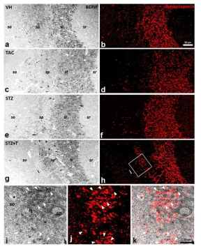 CA3 region에서 나타나는 BDNF 발현세포의 특성 - mossy fiber marker인 synaptorprin과 BDNF 발현이 대부분 일치함을 확인. STZ+T 군에서는 mossy fiber sprouting에서의 발현 일치를 확인
