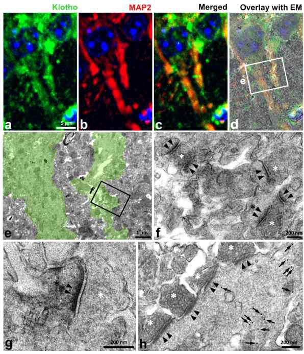 시냅스에서의 Klotho ultrastructural 발현 양상 확인 - Klotho 발현의 localization이 postsynaptic profile에서 확인