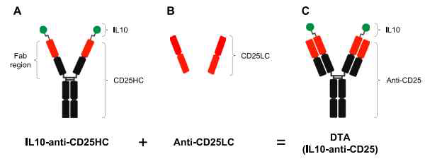 Diagram of the novel DTA. The DTA was constructed as an anti-CD25 antibody conjugated to IL-10 at the end of the Fab region. A) DTA structure for IL-10-anti-CD25HC. B) DTA structure for CD25LC. C) DTA structure designed by the fusion of the anti-CD25 antibody and the dimer form of IL-10
