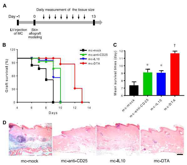 Skin allograft survival in mice treated with MC encoding anti-CD25, IL-10, or DTA. A) Diagram of the animal experiment to confirm the function of MCs encoding mc-mock, mc-anti-CD25, mc-IL-10, and mc-DTA in a skin allograft model. B, C) Survival curve and MSTs of skin allografts in each group. Administration of active MCs prolongs graft survival in BALB/c recipients compared with survival in the mc-mock–treated group. D) Histologic changes in skin allografts at d 5. H&E staining was performed for each sample. Abundant immune cell infiltration was observed in the derma of skin grafts in the mc-mock –treated group, whereas moderate infiltration was observed in the mc-anti-CD25-, mc-IL-10-, and mc-DTA–treated groups. Scale bar, 200 mm. Values are means 6 SE. All results are representative of ≥3 independent experiments. *P〈 0.05 vs. mc-mock, †P〈 0.05 vs. the other group