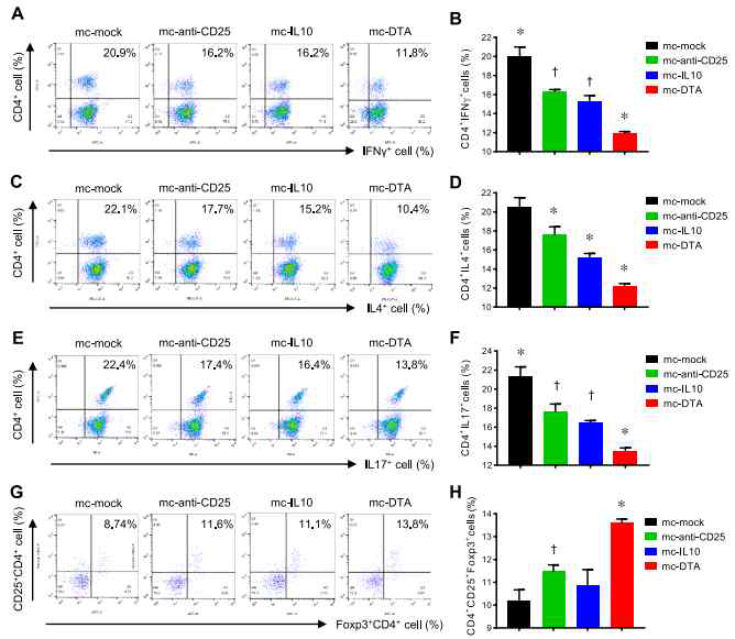 Effect of treatment with MC encoding anti-CD25, IL-10, and DTA on proinflammatory T cells and Treg cells. Lymphocytes were harvested from the spleens of mice at d 5 after the injection of MCs. Isolated lymphocytes were stimulated for 4 h ex vivo with phorbol myristate acetate and ionomycin in the presence of GolgiStop before being fixed, stained, and permeabilized. After surface staining with anti-CD4, the number of lymphocytes expressing IFN-g, IL-4, or IL-17 was measured by flow cytometry. Lymphocytes stained with anti-CD4 FITC, anti-IFN-g APC, anti-IL-4 PE-Cy7, anti-IL-17 PE, anti-CD25 eFluor 450, and anti-Foxp3 APC. For the detection of Treg cells, the number of lymphocytes expressing Foxp3 was measured by flow cytometry after surface staining with antiCD4 and anti-CD25. Flow cytometry histograms and graphs of CD4+IFN-g+ cells (A, B), CD4+IL-4+ cells (C, D), CD4+ IL-17+ cells (E, F), and CD4+CD25+Foxp3+ cells (G, H). Note that the administration of mc-DTA significantly reduced the number of CD4+lymphocytes expressing IFN-g, IL-4, or IL-17 and increased the number of CD4+CD25+Foxp3+ lymphocytes compared with those in other groups. APC, allophycocyanin; Cy7, cyanine 7; FITC, fluorescein isothiocyanate; PE, phycoerythrin. Values are means 6 SE. All results are representative of ≥3 independent experiments. *P〈0.05 vs. mc-mock and mc-DTA, †P〈 0.05 vs. other groups